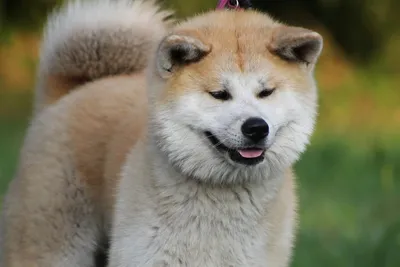 Японская порода собак хатико: удивительные картинки для вас