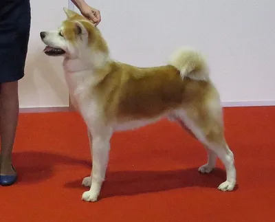 Скачать бесплатно изображения Японской породы собак хатико в webp