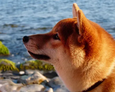 Японская порода собак хатико: выберите идеальный размер изображения