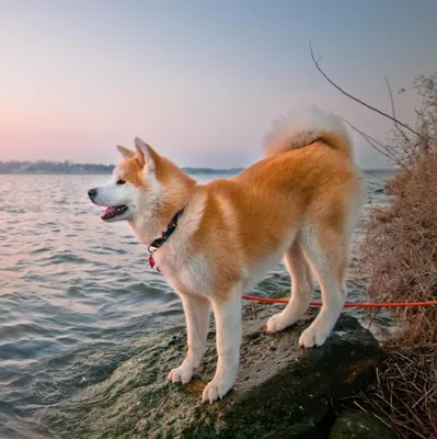 Скачать бесплатно фото Японской породы собак хатико в популярном формате jpg