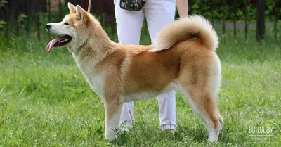 Фото Японской породы собак хатико: идеальный выбор для дизайна