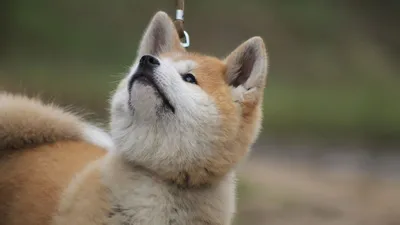 Фото Японской породы собак хатико: обои на любой вкус