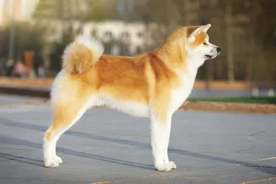 Японская порода собак хатико: фото с идеальным разрешением