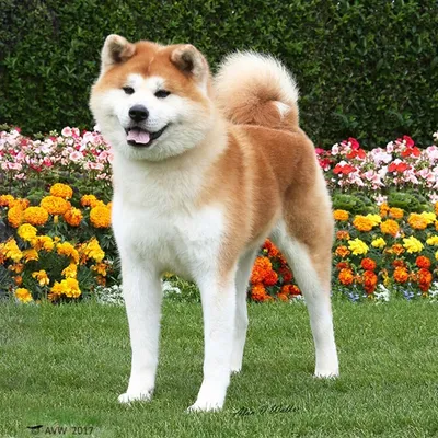 Фото Японской породы собак хатико в популярном формате png