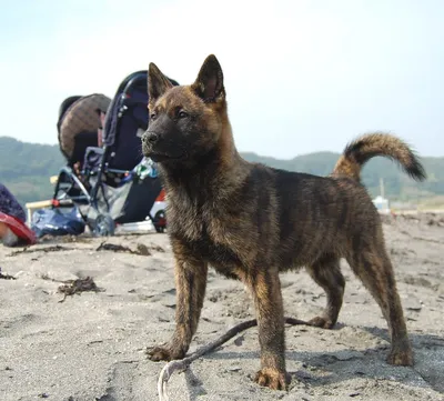 Скачать бесплатно изображения Японской породы собак хатико для использования в качестве фона