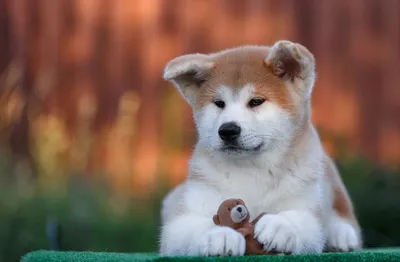 Японская порода собак хатико: качественные картинки на любой вкус