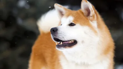 Выберите размер фото Японской породы собак хатико: маленький, средний или большой