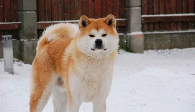 Скачать бесплатно изображения Японской породы собак хатико в хорошем качестве для фона
