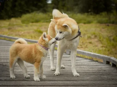 Фото Японской породы собак хатико: красивый фон