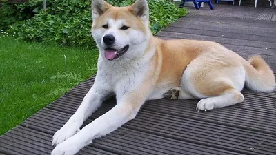 Скачать бесплатно изображения Японской породы собак хатико