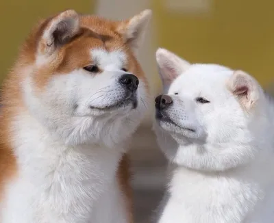 Японская порода собак хатико на фото: выберите размер