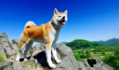 Фото Японской породы собак хатико: нежная красота