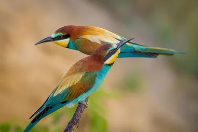 Просто красивые птицы) | Пикабу