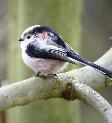 Самые красивые птицы планеты Земля - YouTube