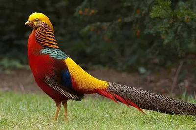 Красивые птицы, природа, эстетично, …» — создано в Шедевруме