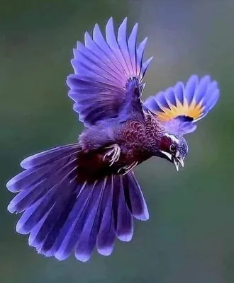 Райские и другие самые красивые птицы нашей планеты (Часть 2) | Интересуюсь  | Дзен