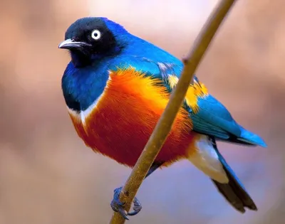 Яркие птицы с длинным клювом - 63 фото