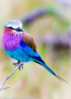 Картинки красивых птиц - 66 фото