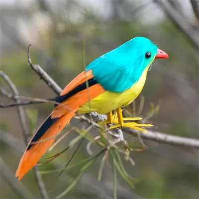 Самые красивые птицы в мире - YouTube