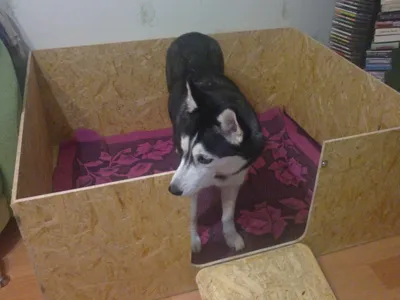 Ящик для родов собаки - выбор размера изображения и формата для скачивания