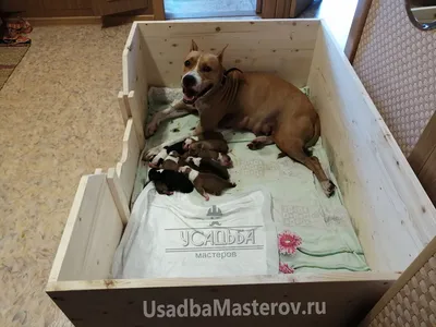 Фотографии ящика для родов собаки в png формате
