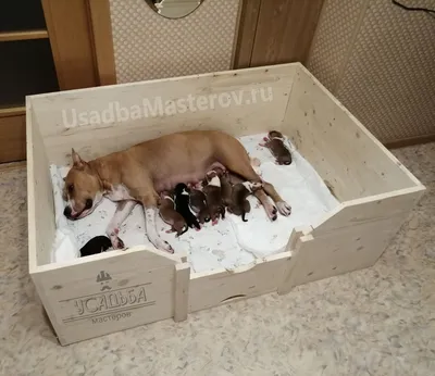 Фотографии Ящик для родов собаки в png формате