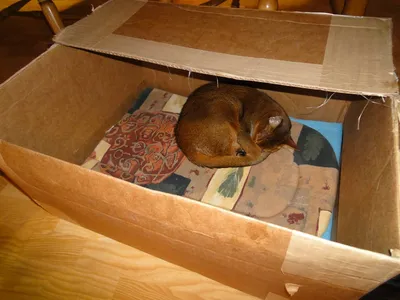 Фотографии ящика для родов собаки - разнообразие размеров и форматов