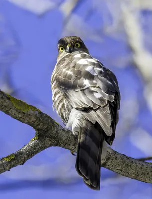 Фотография Ястреб-тетеревятник (Accipiter gentilis) Питомник хищных птиц  заповедника Галичья гора | Фотобанк ГеоФото/GeoPhoto | GetImages Group