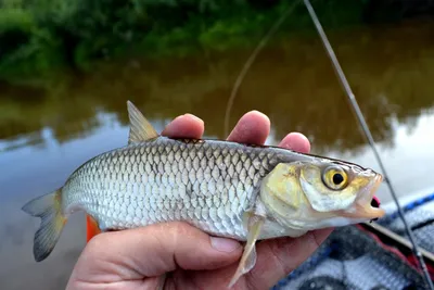 Золотой язь (орфа) - купить недорого, цена в Минске - fish-city