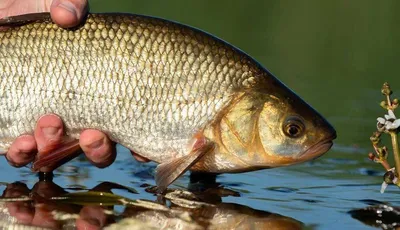 🐟 Язь (бабочка) холодного копчения (кг) - купить с доставкой в СПб |  Питер-Корюшка - интернет магазин