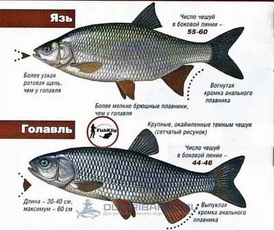 Заметки о рыбалке: Язь на спиннинг