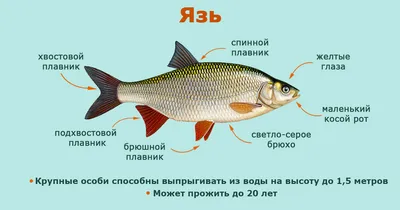 🐟 Купить рыбу язь - цена за 1 кг в Москве от 190 руб, доставка -  интернет-магазин Дикоед