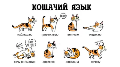 Язык котов картинки фотографии