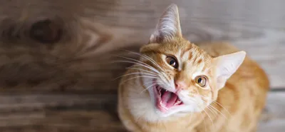 Язык котов стоковое фото. изображение насчитывающей кот - 92436654