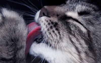 язык котов стоковое фото. изображение насчитывающей кошачий - 1619128