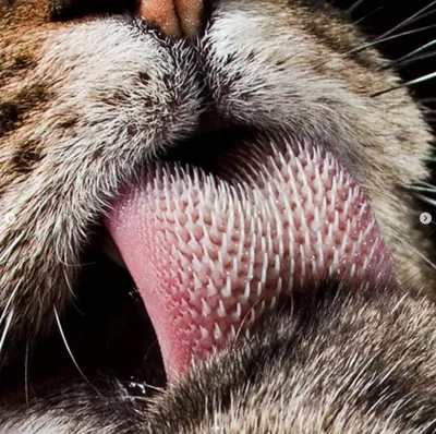 Язык кошек | Cat language, Cat body, Cute cats