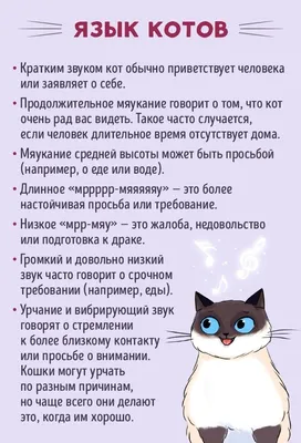 Язык котов - как расшифровать мяуканье | РБК Украина