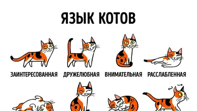 Исследование обнаружило уникальные способности кошачьего языка - ЗооТверь -  Тверской справочно - информационный портал для любителей животных