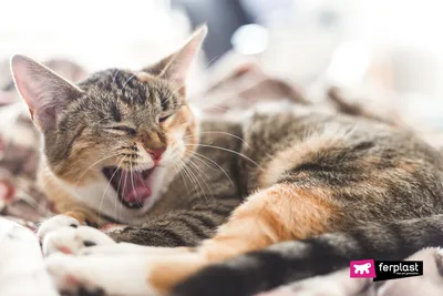 Почему у кошек шершавый язык: причины | CRAVE™