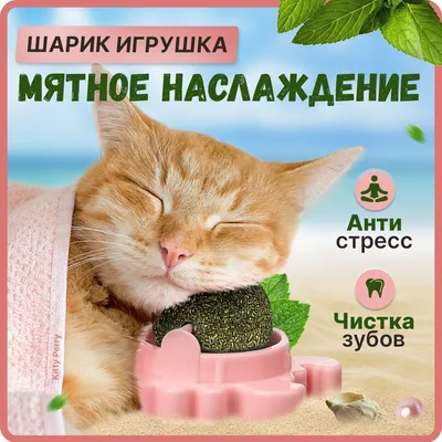 Мячики для кошек и собак. Комплект 5шт. Игрушки для кошек. Игрушки (мышки,  мячики) для кошек, котов, котят (ID#1451573567), цена: 80 ₴, купить на  Prom.ua