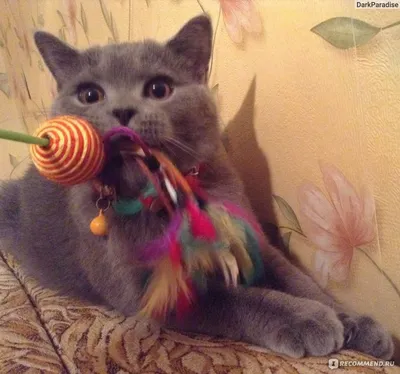 Игрушки для котят – узнайте какие игрушки любят кошки | WHISKAS®