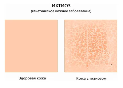 Ихтиоз у собак: оригинальные картинки, приковывающие внимание