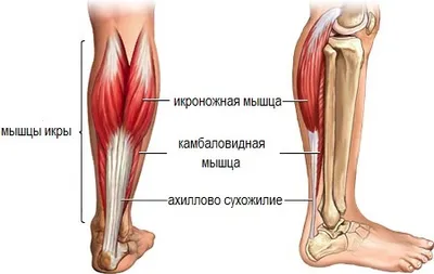 Икра человека фото