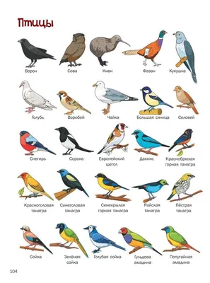 Имена птиц с картинками фотографии