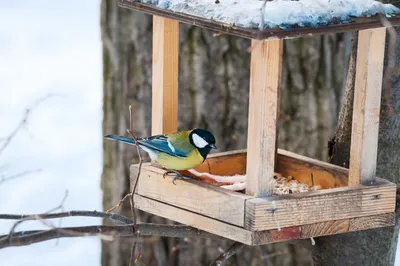 La Mangeoire À Oiseaux Est Une Mangeoire - Gardening | Самодельные кормушки,  Самодельные дома для птиц, Самодельная кормушка для птиц