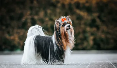 Искренняя красота Йорик собаки на фотографиях