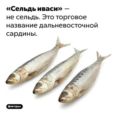 Торговый дом «ВКУС МОРЯ» - Мороженая рыба: Сардина тихоокеанская (Иваси)  неразделанная мороженая, 500 г