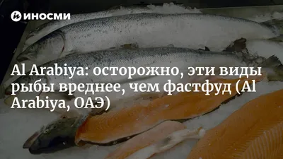 Какую рыбу не стоит есть – мнение эксперта - Акула, голубой тунец, дикий  морской окунь | FoodOboz