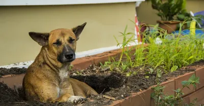 Скачать фото: ограда для огорода от собаки в формате jpg