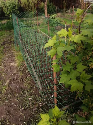 Картинки: ограда для огорода от собаки в разных форматах